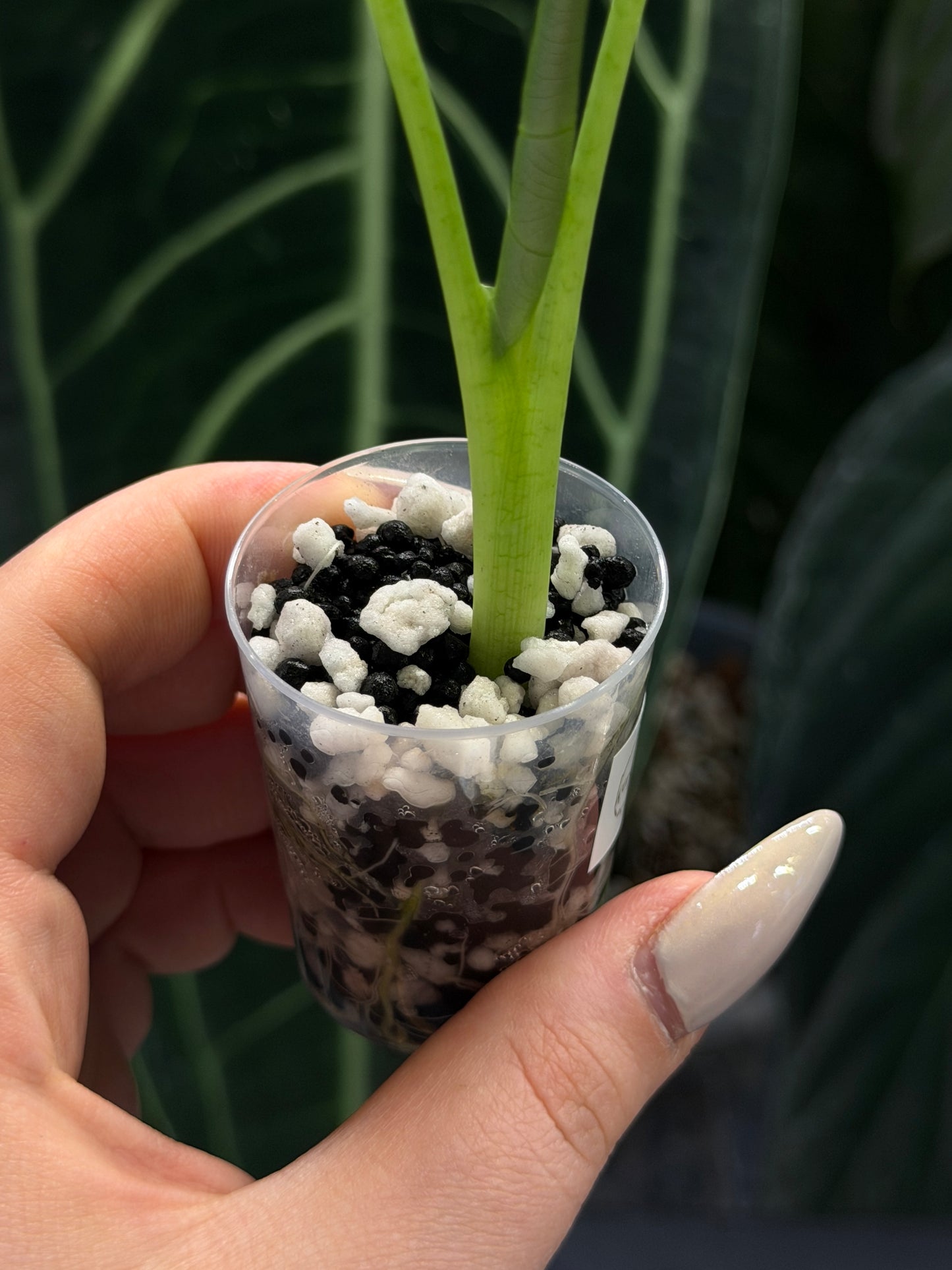 Alocasia Frydek Green on Green Nr.3