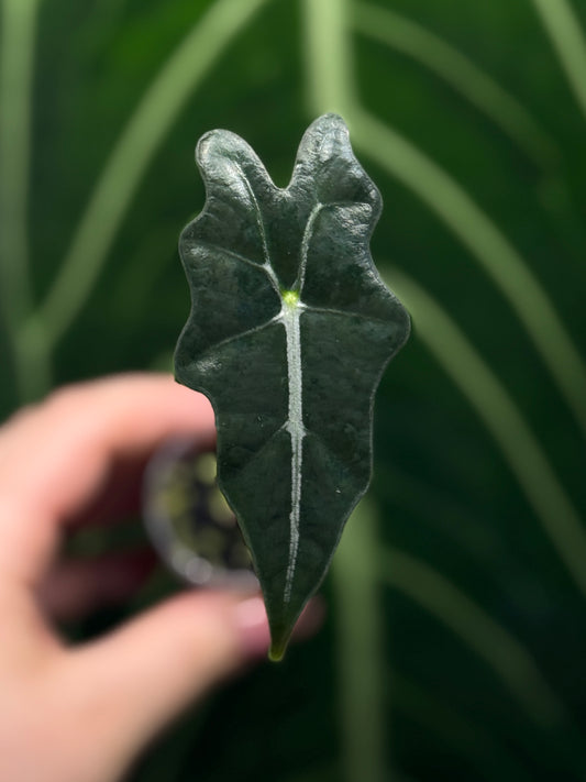 Alocasia Sanderiana Nobilis Nr.2