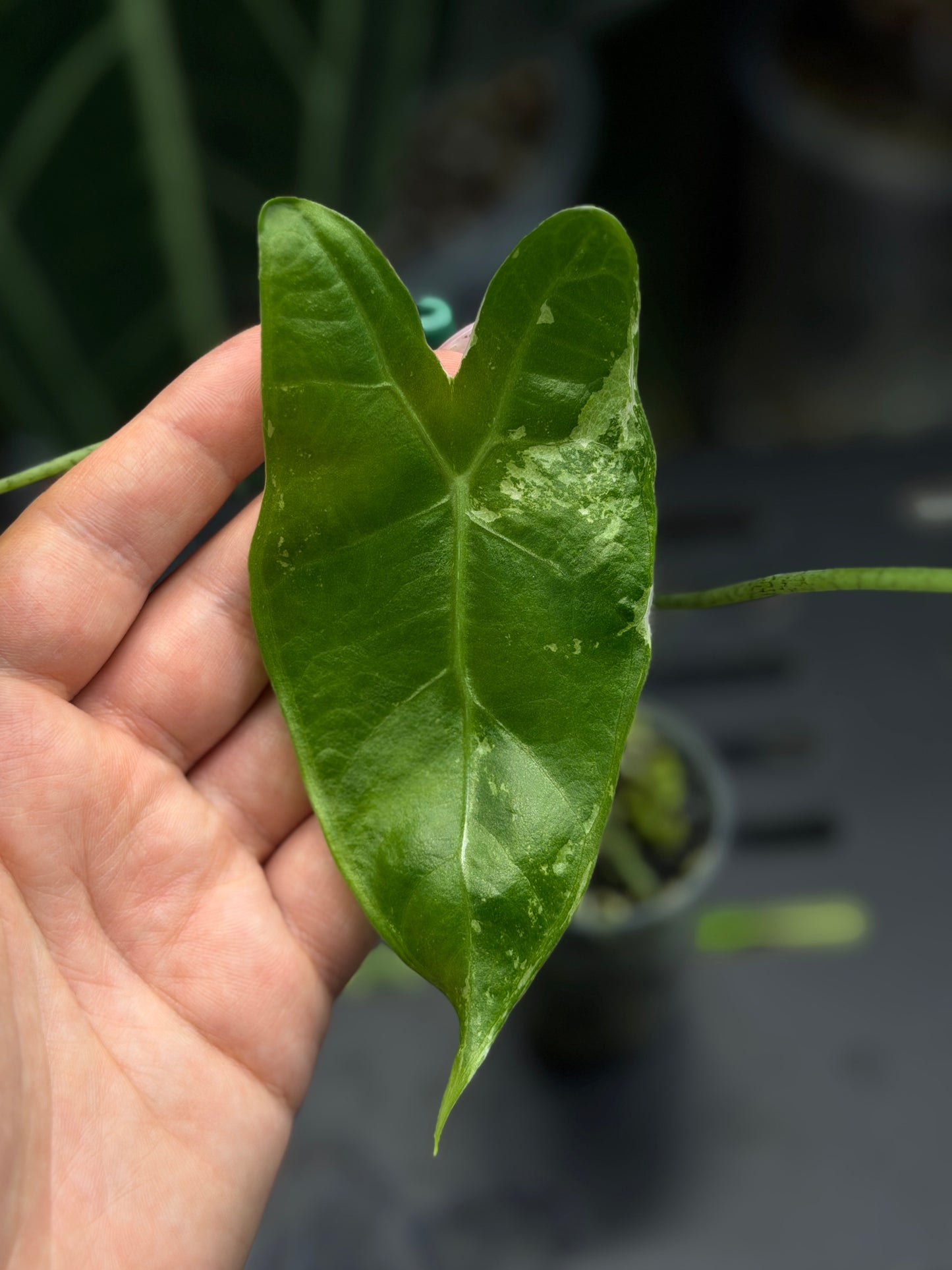 Alocasia Longiloba Albo Low Variegata