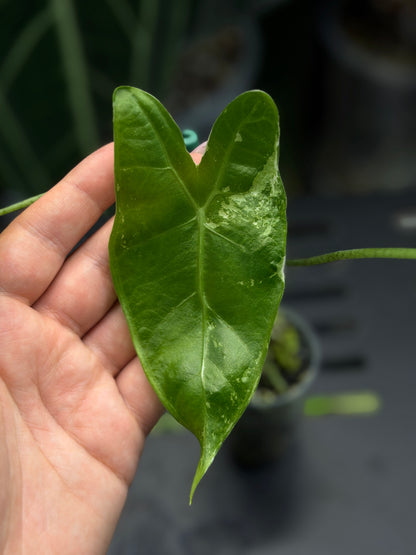 Alocasia Longiloba Albo Low Variegata