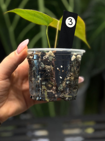 Anthurium Butterfly Mutation Cutting Nr.3