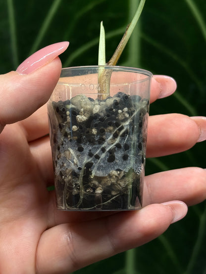 Alocasia Black Velvet Nr.1
