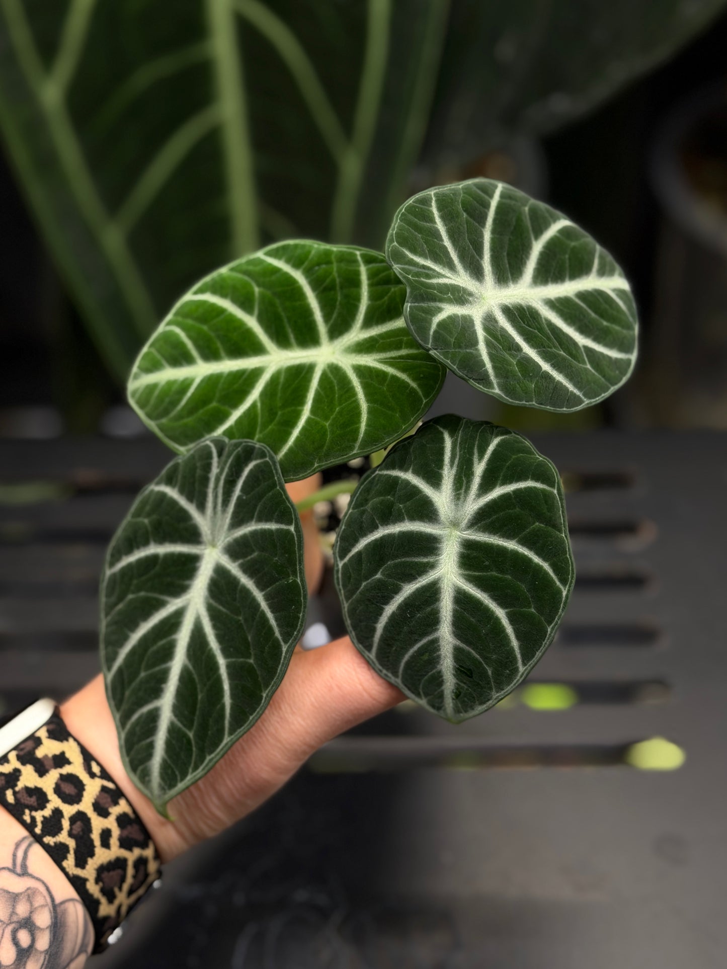 Alocasia Ninja Nr.2