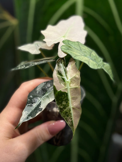 Alocasia Polly Pink Variegata Nr.2