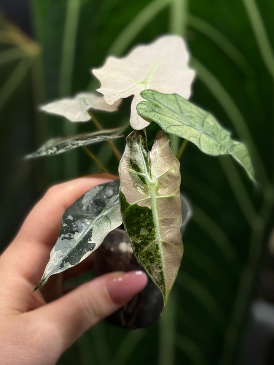 Alocasia Polly Pink Variegata Nr.2
