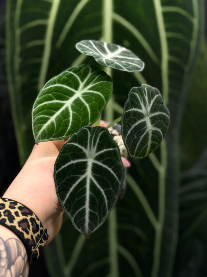 Alocasia Ninja Nr.2