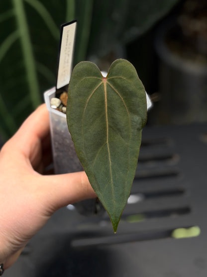 Anthurium (Carla x Dressleri) x (RLxFS F2) Cutting Nr.2