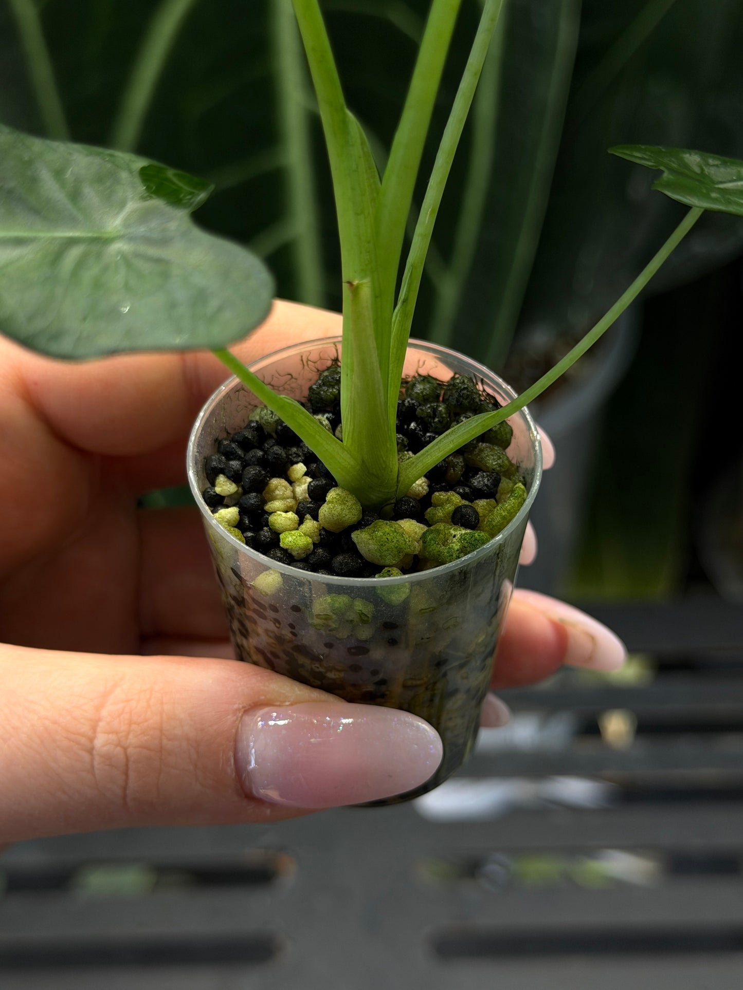 Alocasia Frydek Tattoo Nr.2