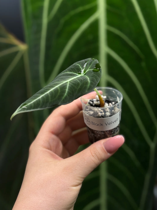 Alocasia Black Velvet Nr.4
