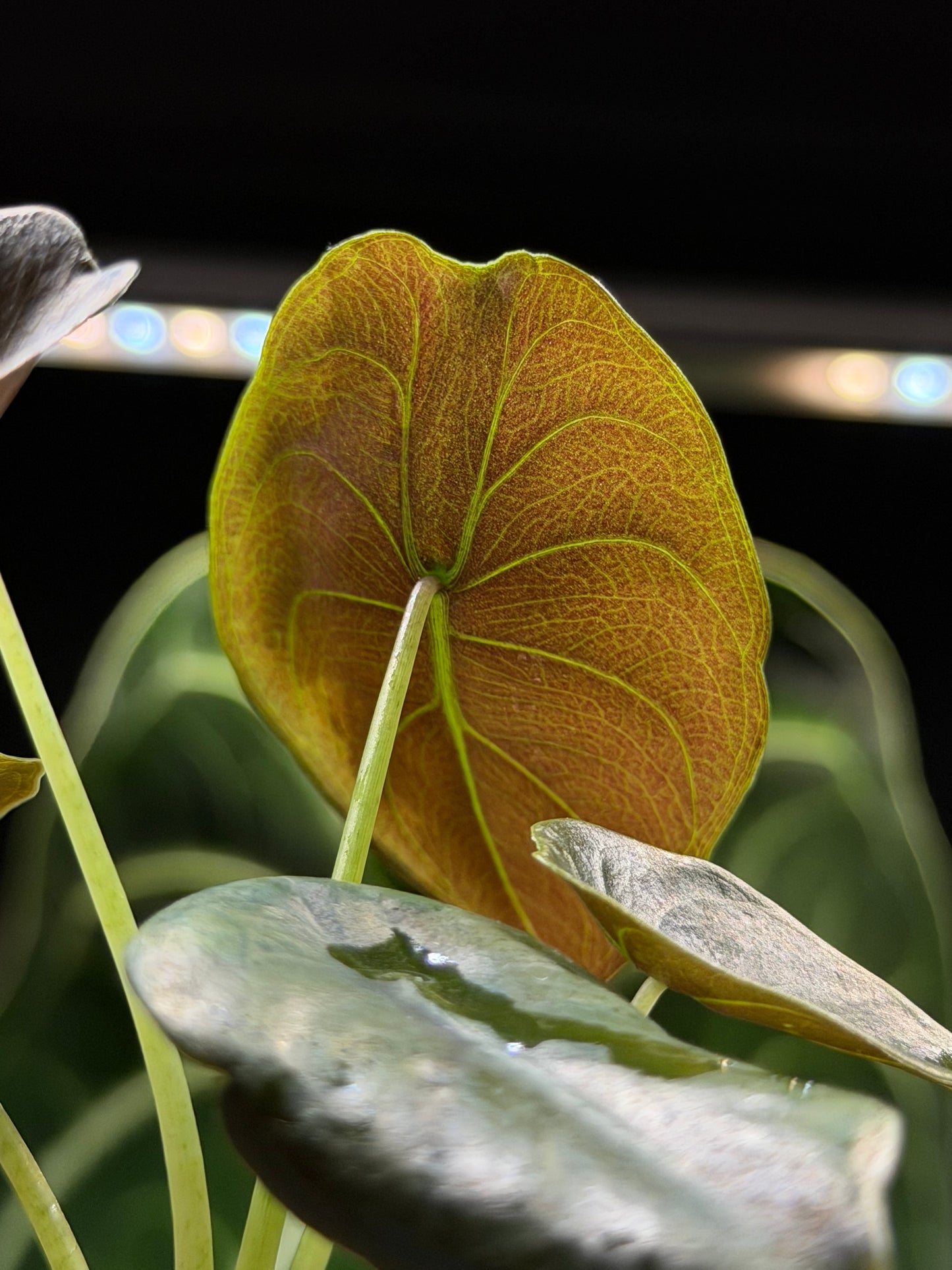 Alocasia Cuprea Nr.2