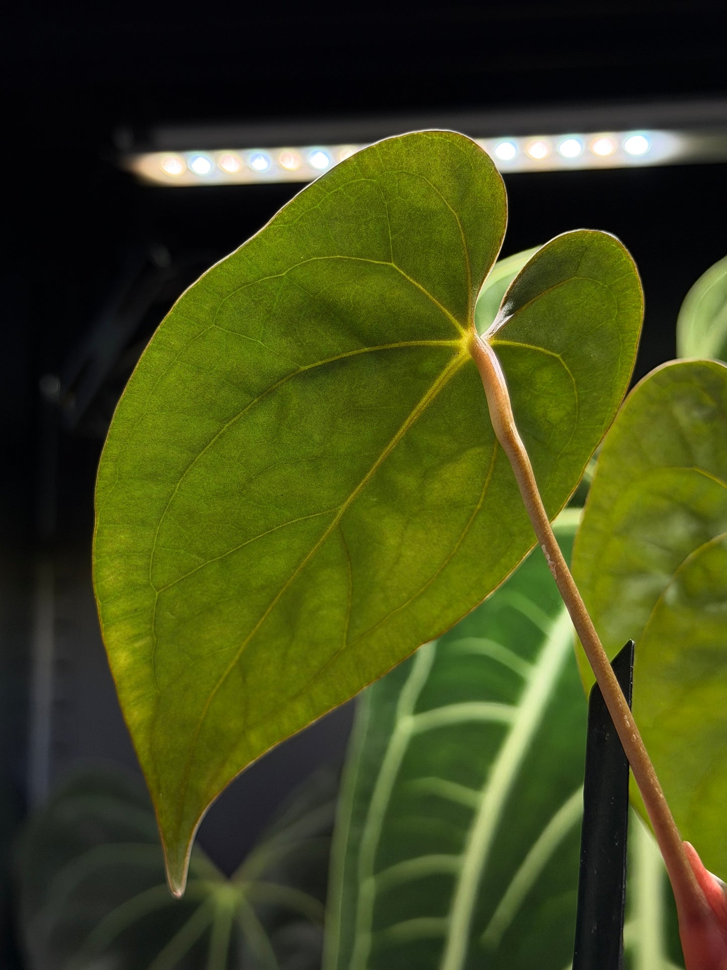 Anthurium (Luxurians x Magnificum) X (Papillilaminum Dark)