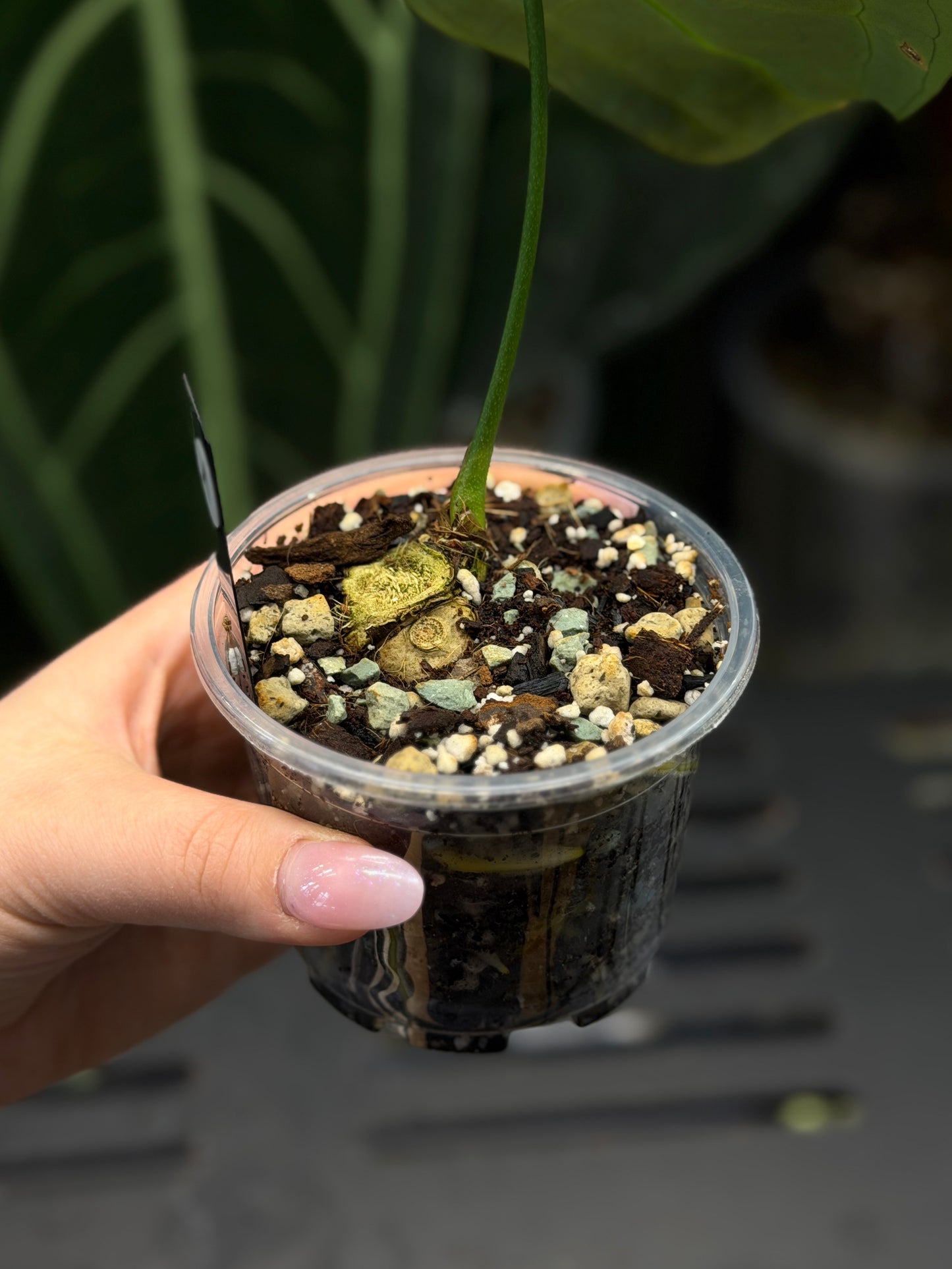 Anthurium Forgetii Cutting Nr.1