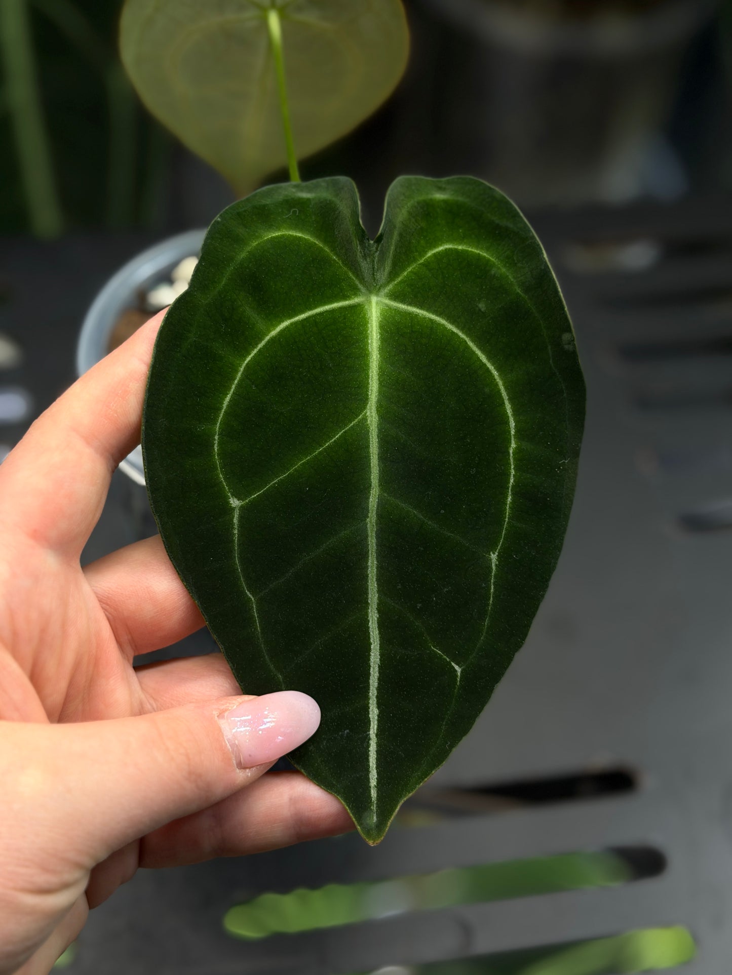 Anthurium Forgetii Cutting Nr.3