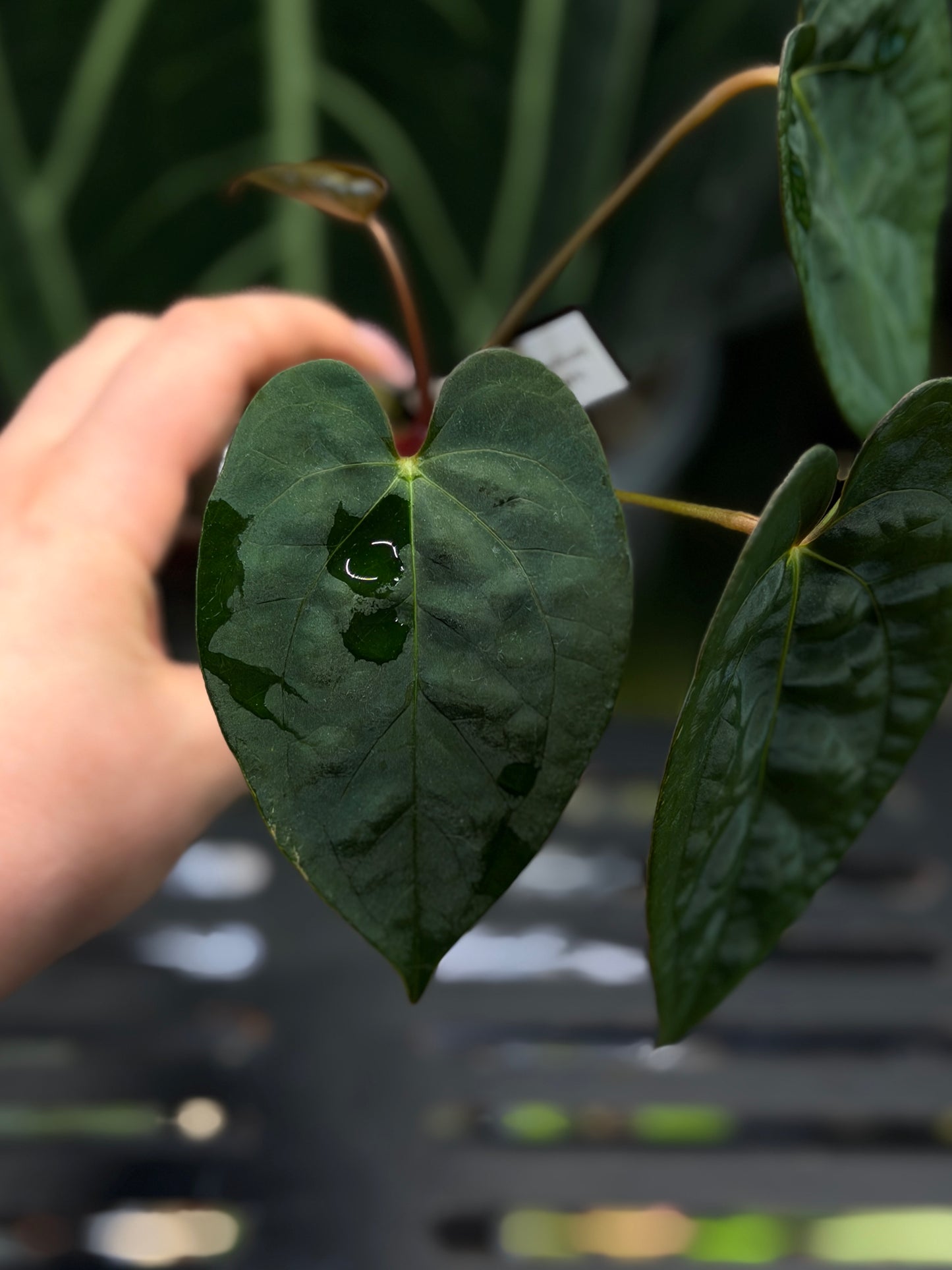 Anthurium (Luxurians x Magnificum) X (Papillilaminum Dark)