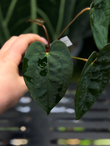 Anthurium (Luxurians x Magnificum) X (Papillilaminum Dark)