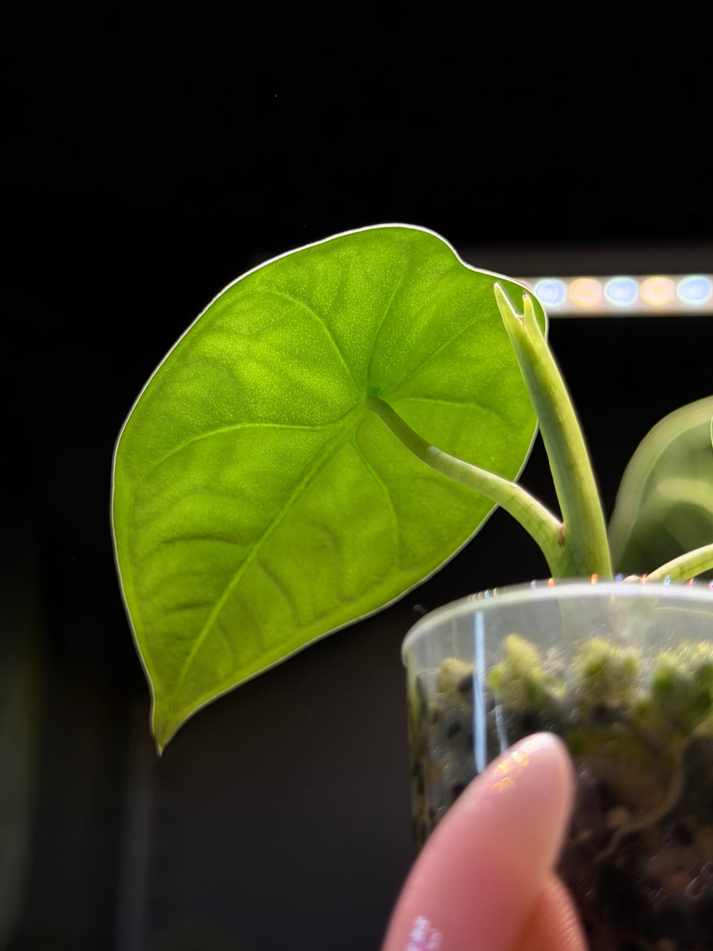 Alocasia Melo Nr.1