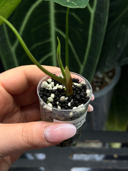 Alocasia Simpo Albo Low Variegata Nr.3
