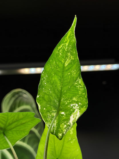 Alocasia Simpo Albo Low Variegata Nr.1