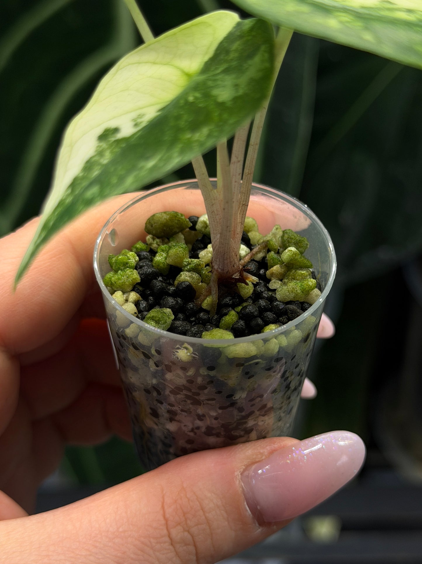 Alocasia Nairobi Nights Variegata Nr.2