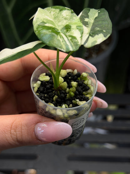 Alocasia Simpo Albo Variegata Nr.1