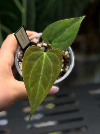 Anthurium Butterfly Mutation Cutting Nr.3