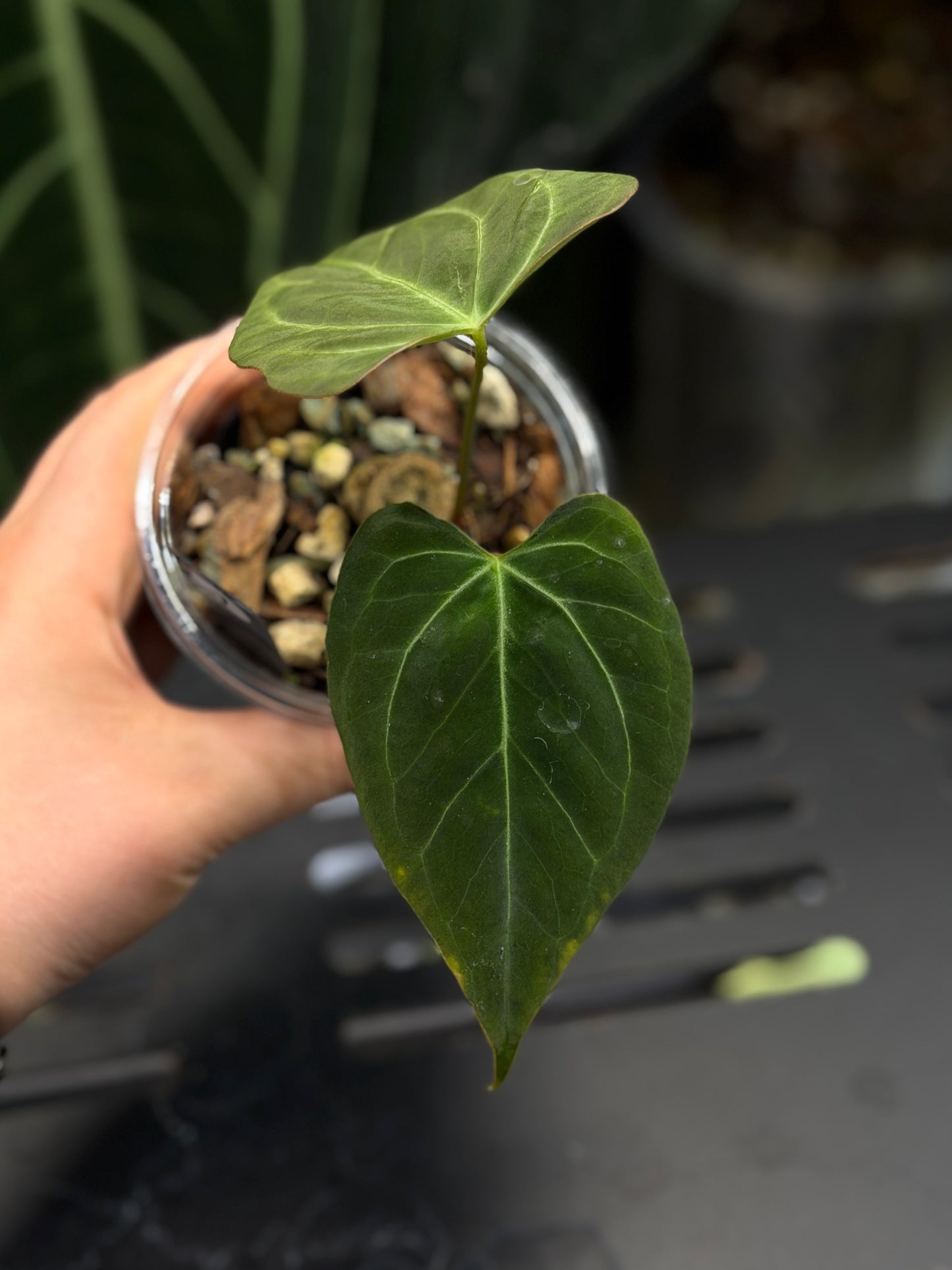 Anthurium Butterfly Mutation Cutting Nr.1