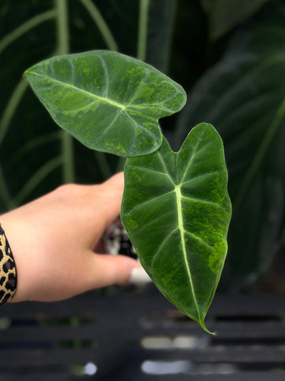 Alocasia Frydek Green on Green Nr.3