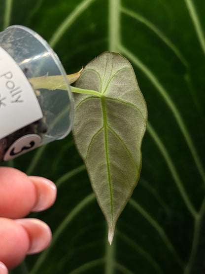 Alocasia Black Velvet Nr.3