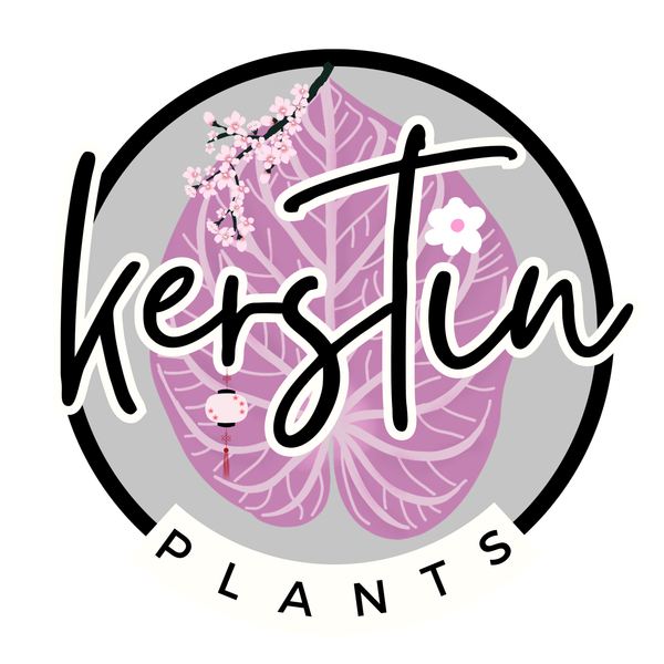 Kerstinplants