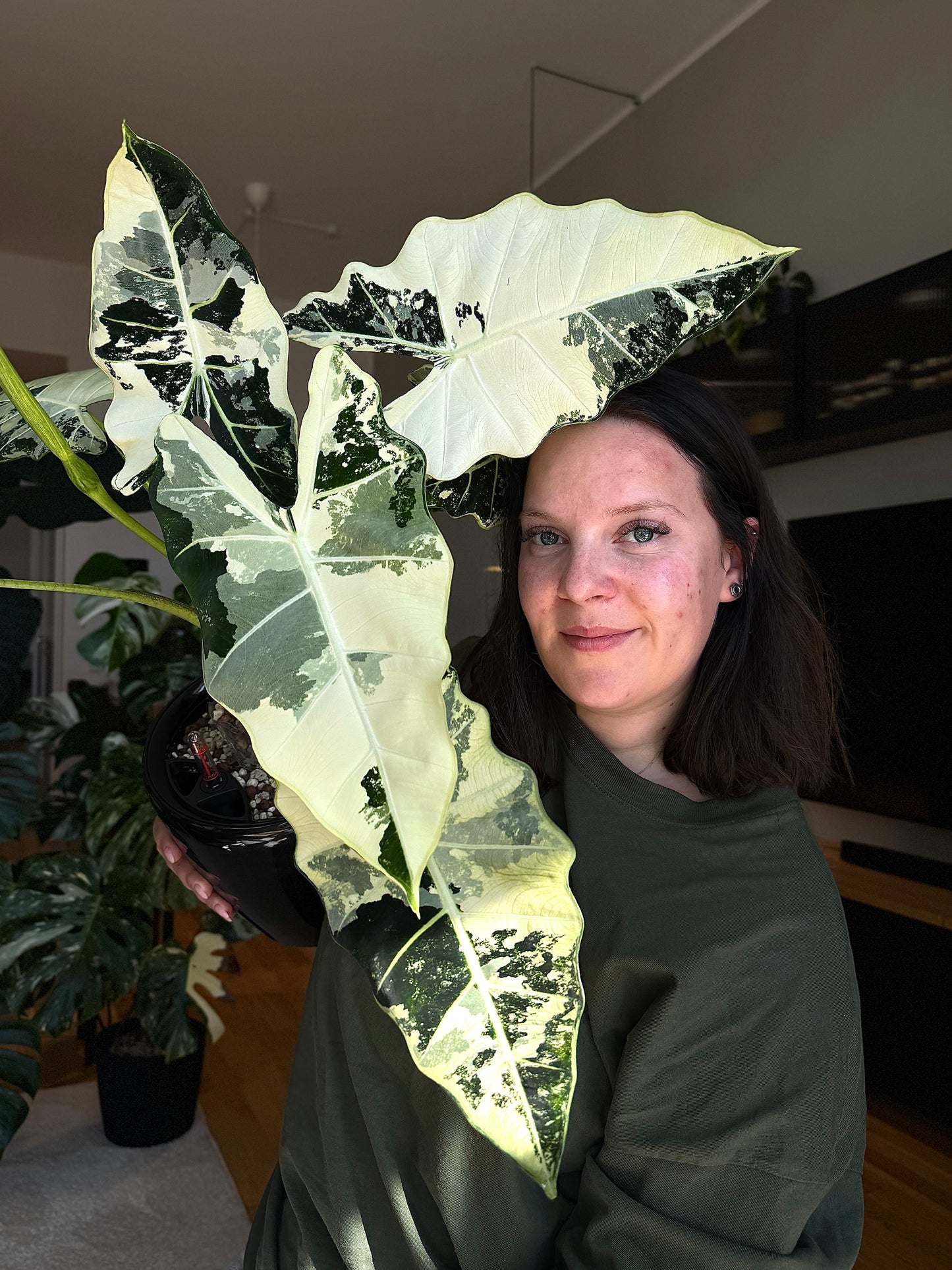 Alocasia Frydek Variegata Rhizome