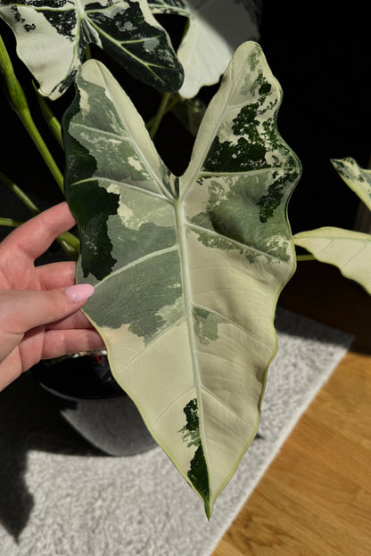 Alocasia Frydek Variegata Rhizome