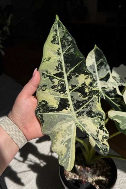 Alocasia Frydek Variegata Rhizome