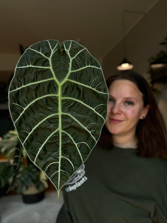 Alocasia Watsoniana Rhizome