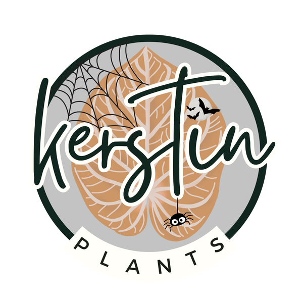 Kerstinplants