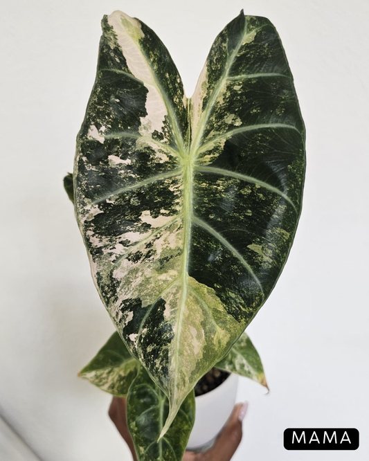 Alocasia Nairobi Nights Variegata Nr.2