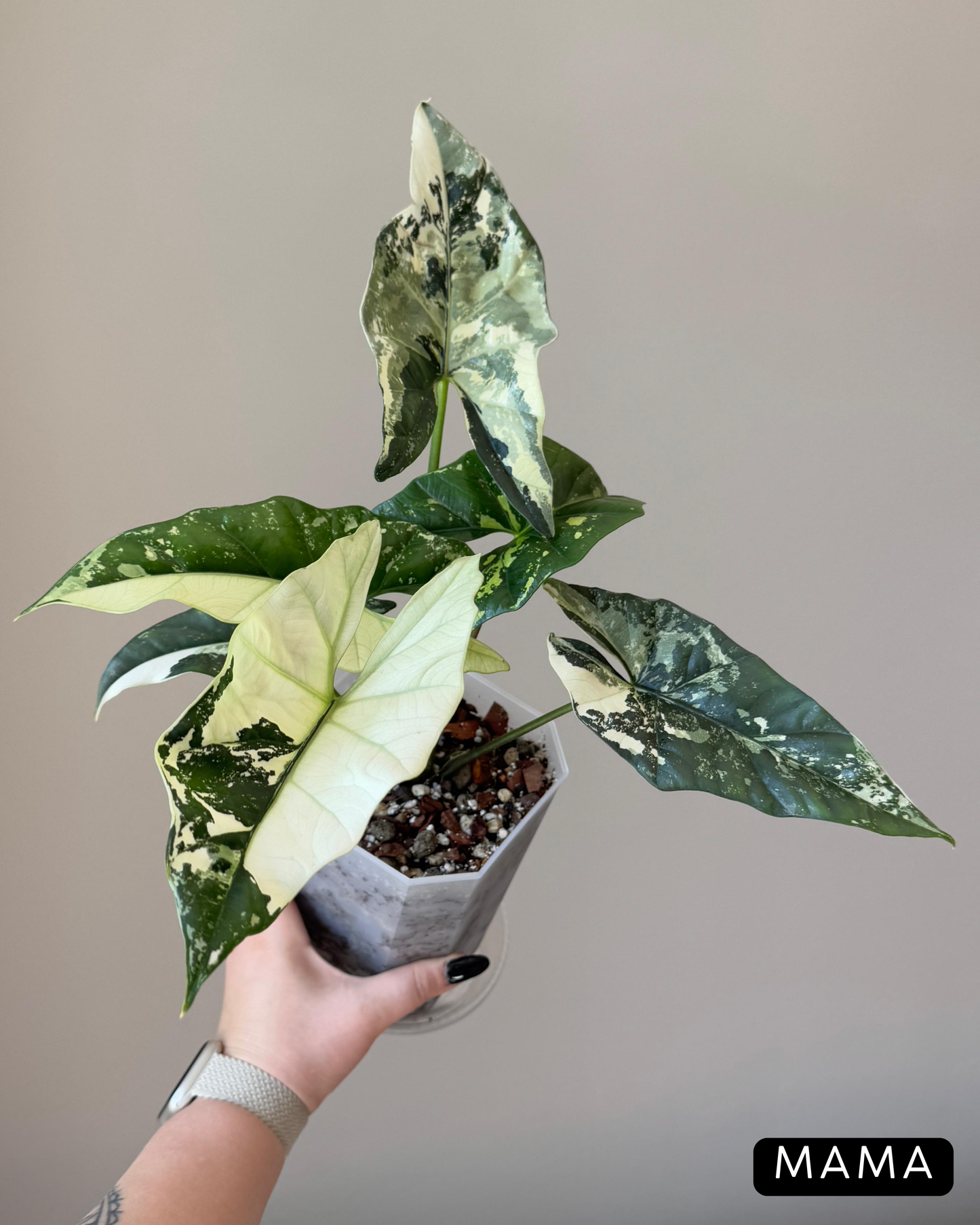 Alocasia Simpo Albo Variegata Nr.2
