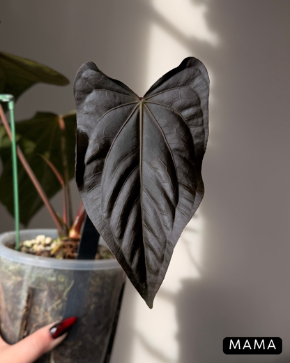Anthurium (Carla x Dressleri) x (RLxFS F2) Cutting Nr.1