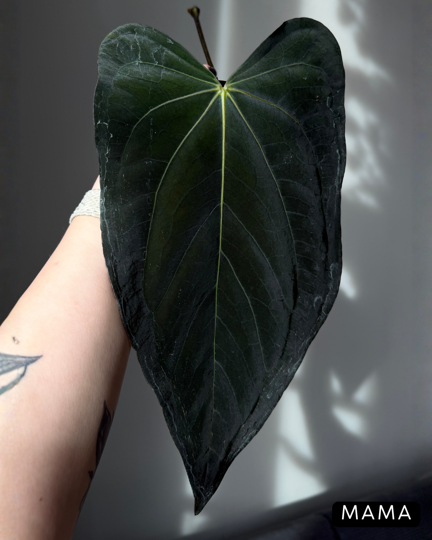 Anthurium (Carla x Dressleri) x (RLxFS F2) Cutting Nr.1