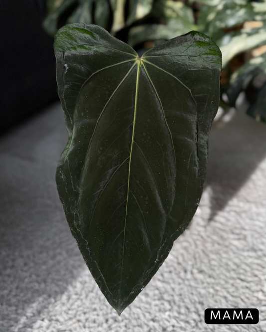 Anthurium (Carla x Dressleri) x (RLxFS F2) Cutting Nr.2