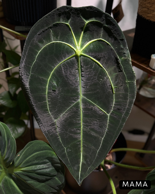 Anthurium Forgetii Cutting Nr.1
