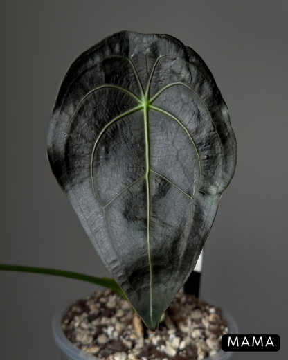 Anthurium Forgetii Cutting Nr.1