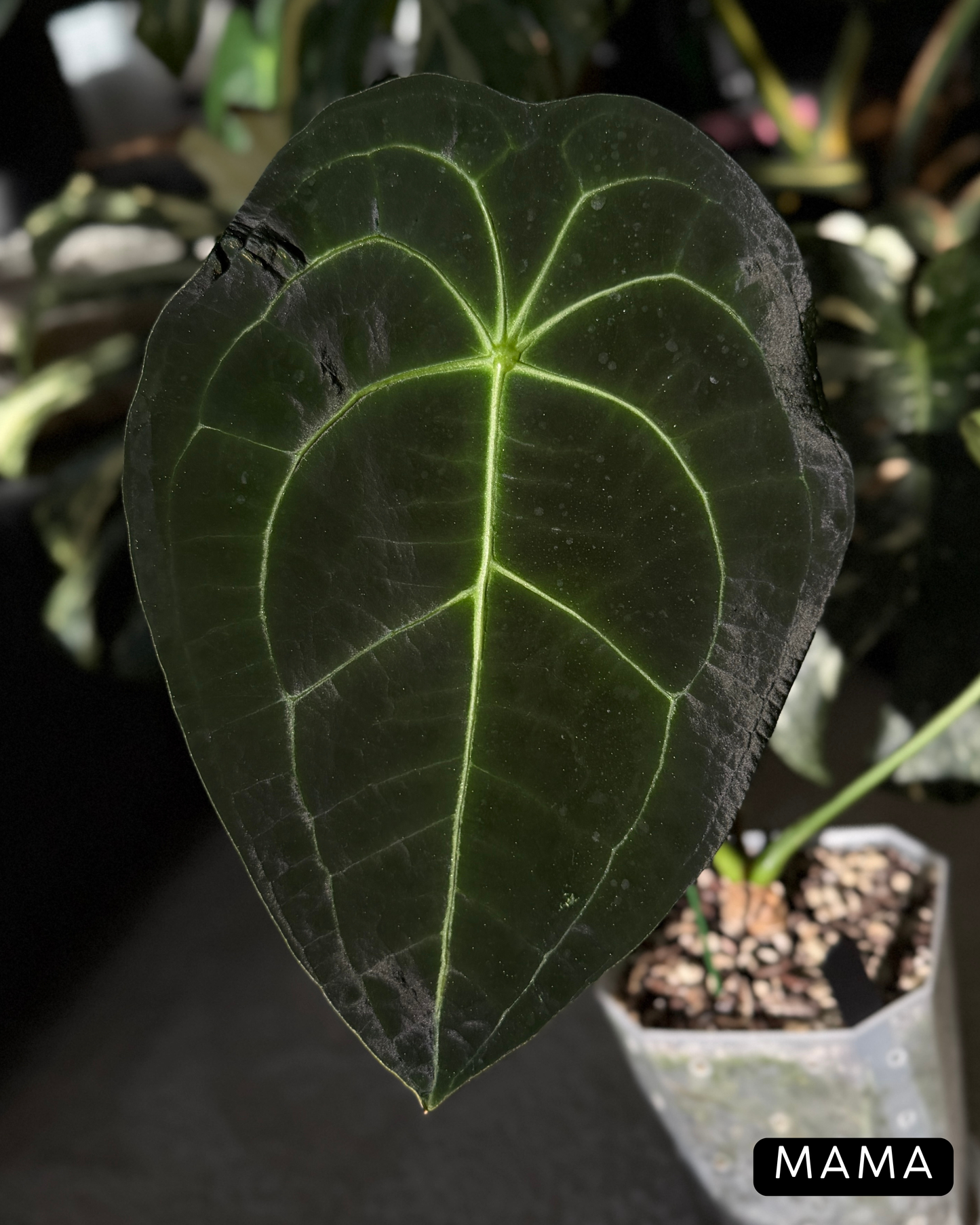 Anthurium Forgetii Cutting Nr.1