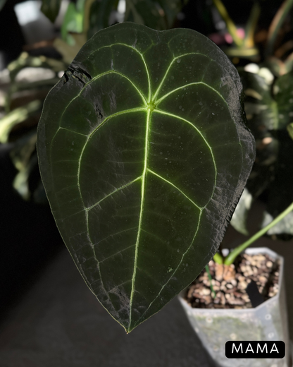Anthurium Forgetii Cutting Nr.1