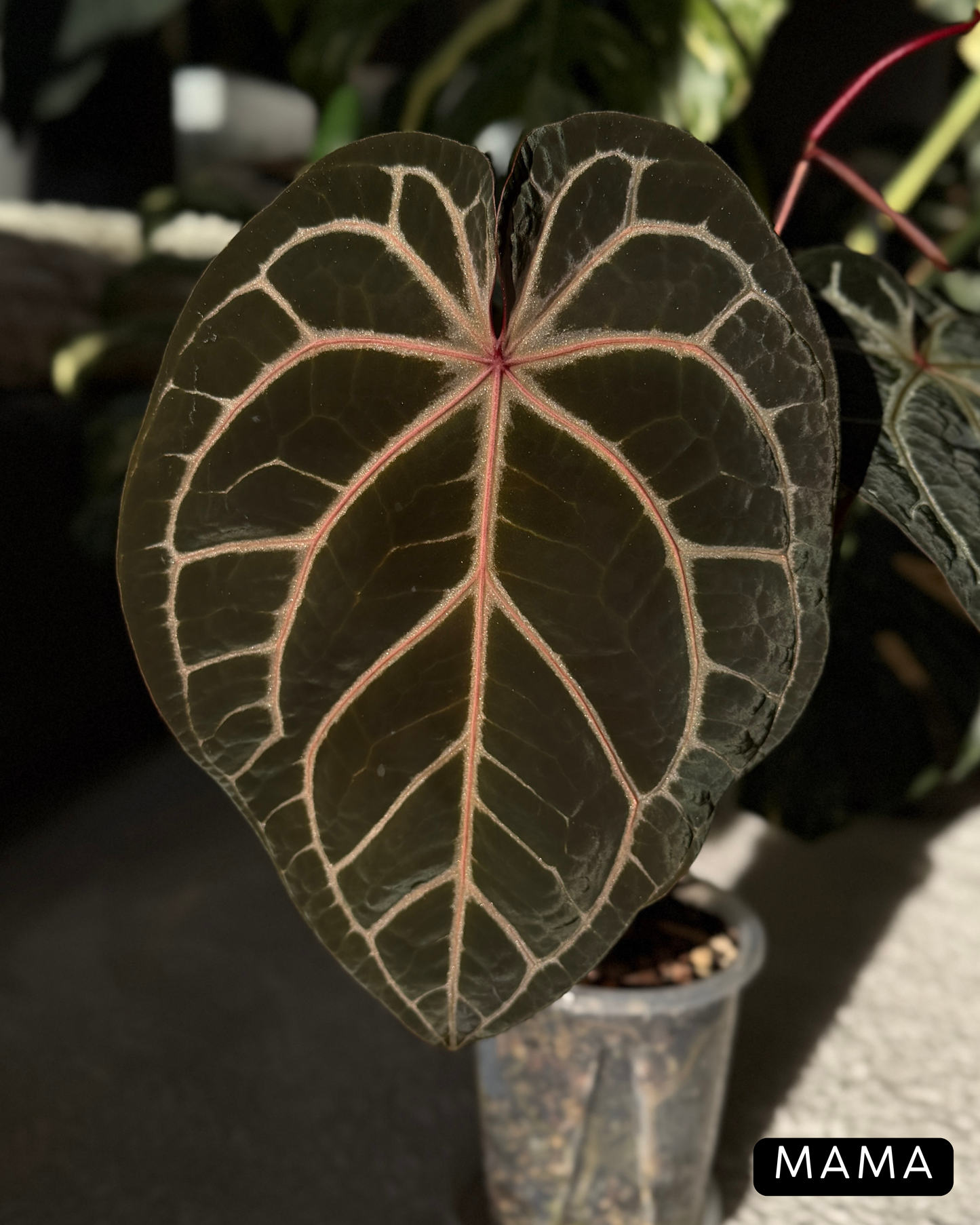 Anthurium (Michelle X DocBlock Zara) 28 X DocBlock Zara Cutting Nr.3