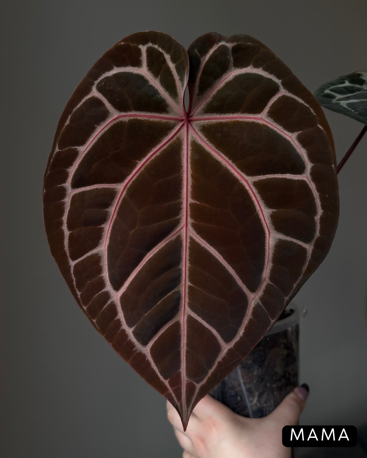 Anthurium (Michelle X DocBlock Zara) 28 X DocBlock Zara Cutting Nr.3