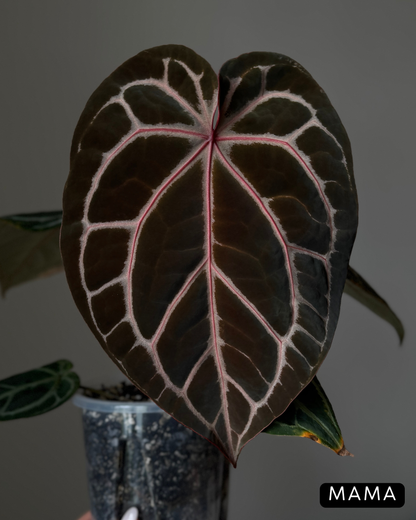 Anthurium (Michelle X DocBlock Zara) 28 X DocBlock Zara Cutting Nr.3
