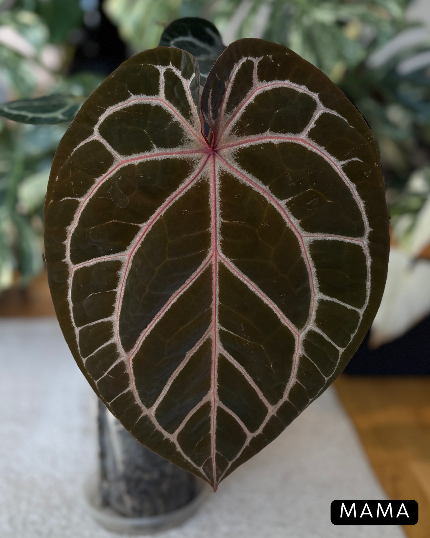 Anthurium (Michelle X DocBlock Zara) 28 X DocBlock Zara Cutting Nr.3