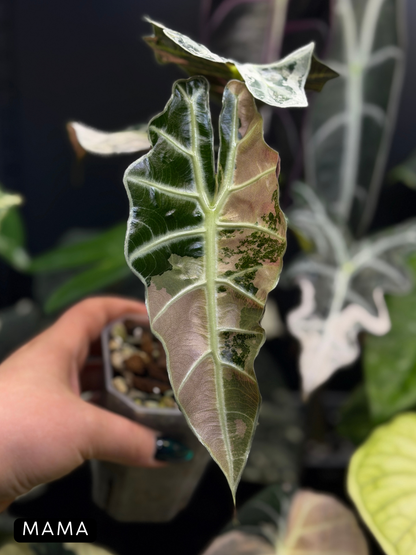 Alocasia Amazonica Pink Variegata