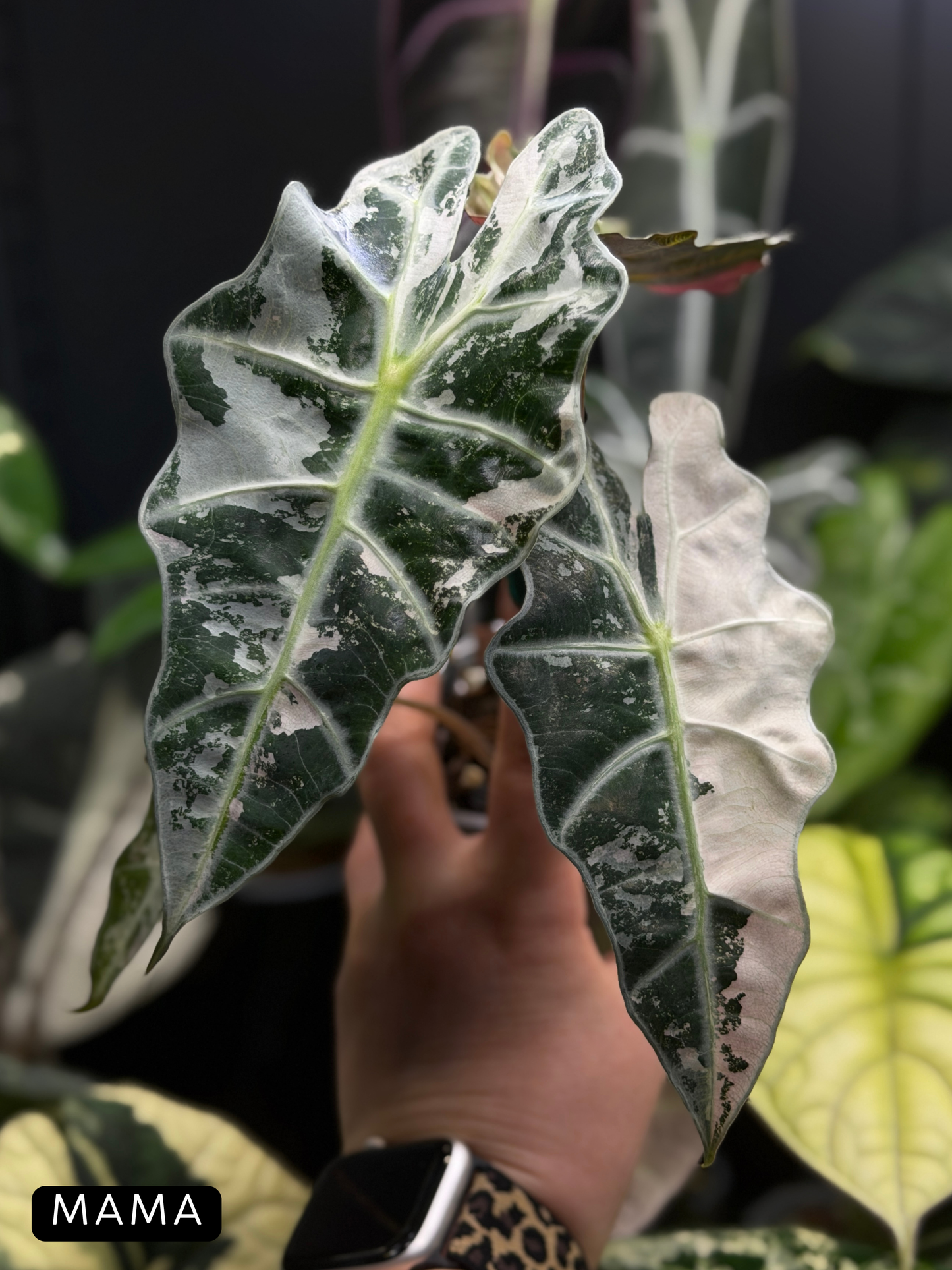 Alocasia Amazonica Pink Variegata