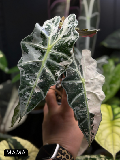 Alocasia Amazonica Pink Variegata
